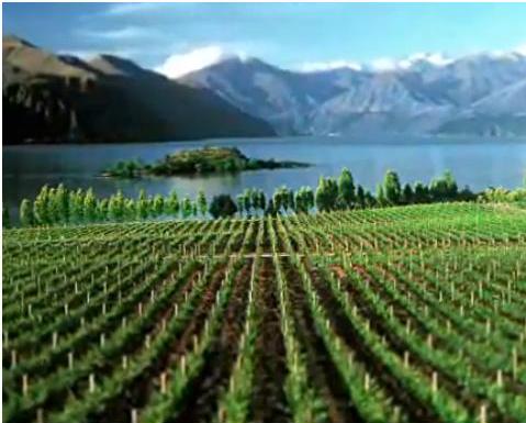 Weingut in Neuseeland